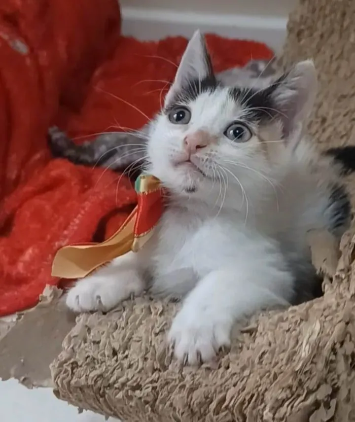 Gato ra a SRD-ViraLata idade 2 a 6 meses nome Nadine