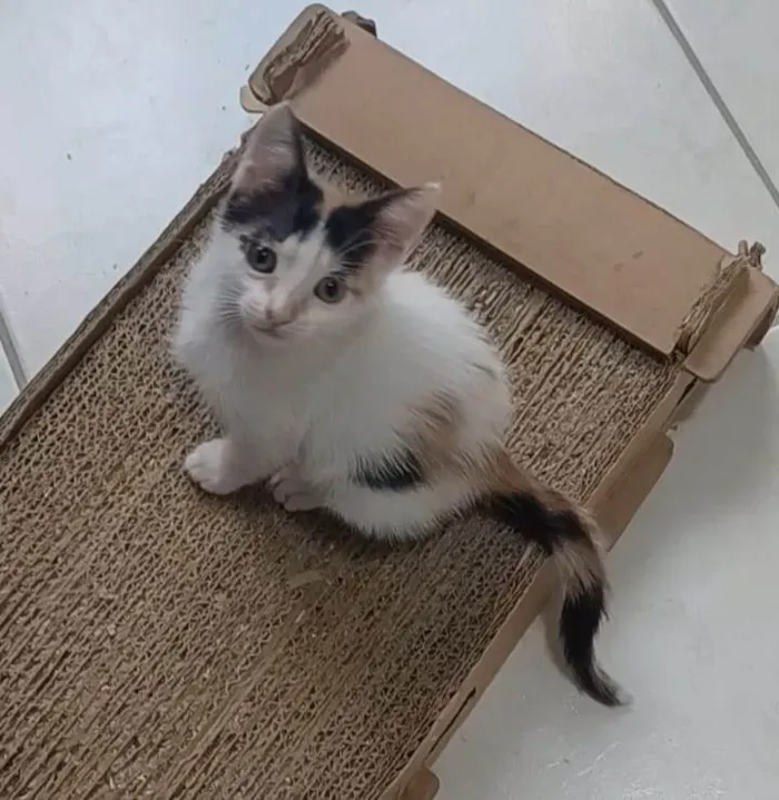 Gato ra a SRD-ViraLata idade 2 a 6 meses nome Nadine