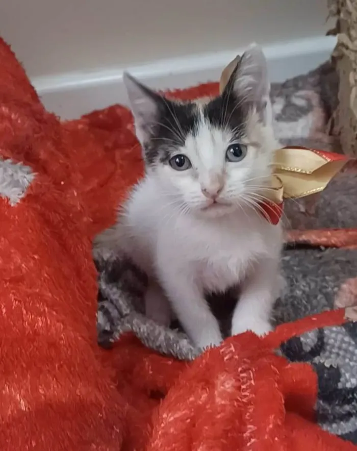 Gato ra a SRD-ViraLata idade 2 a 6 meses nome Nadine