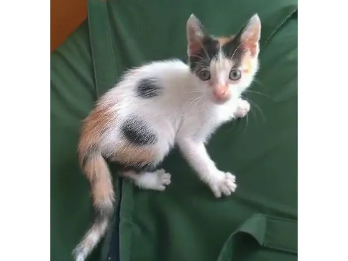Gato ra a SRD-ViraLata idade 2 a 6 meses nome Nadine