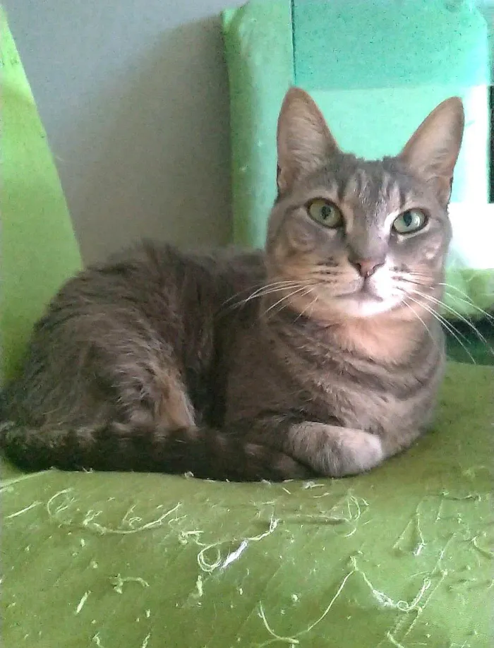 Cachorro ra a SRD-ViraLata idade 2 anos nome Adelly 
