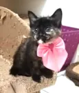 Amy