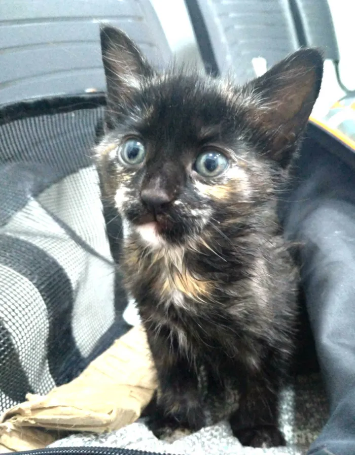 Gato ra a SRD-ViraLata idade 2 a 6 meses nome Amy