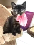 Amy