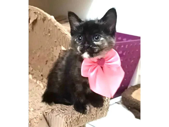 Gato ra a SRD-ViraLata idade 2 a 6 meses nome Amy