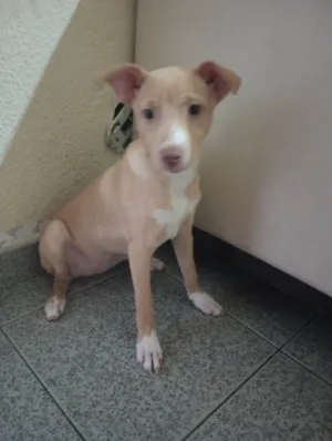 Cachorro raça SRD-ViraLata idade 2 a 6 meses nome Luna  (pedido de ajuda) 