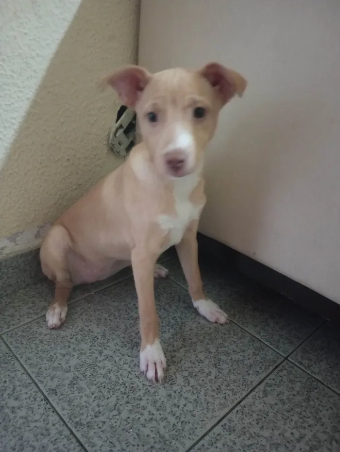 Cachorro ra a SRD-ViraLata idade 2 a 6 meses nome Luna  (pedido de ajuda) 
