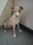 Luna (pedido de ajuda)