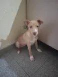 Luna (pedido de ajuda)