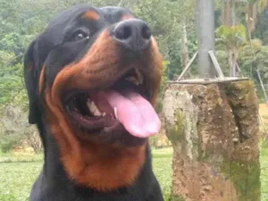 Cachorro raça R idade 2 anos nome Apollo 