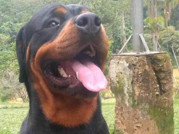 Cachorro ra a R idade 2 anos nome Apollo 