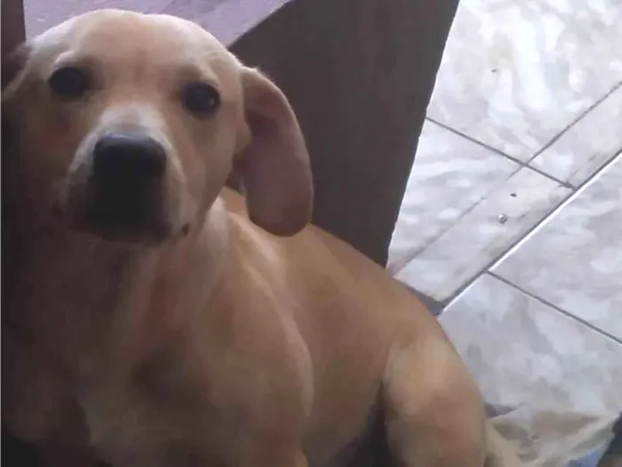 Cachorro ra a Não sei idade 7 a 11 meses nome Mike