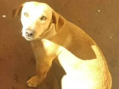 Cachorro ra a Não sei idade 7 a 11 meses nome Maya