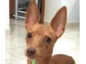 Cachorro raça Pinscher idade 1 ano nome Pingo 