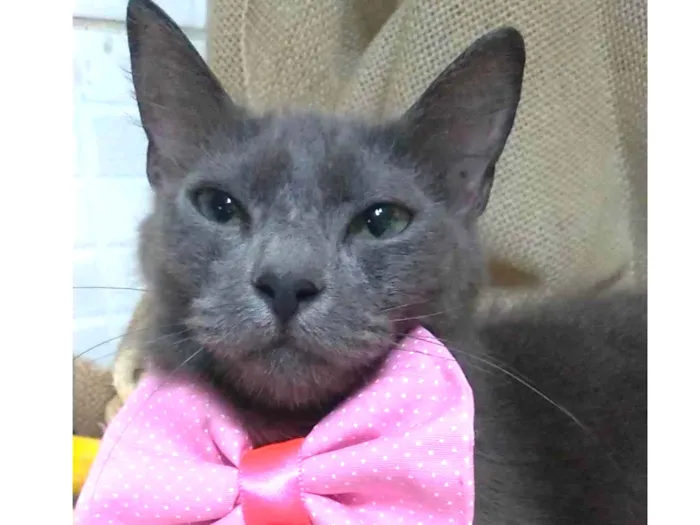 Gato ra a SRD-ViraLata idade 7 a 11 meses nome Prana