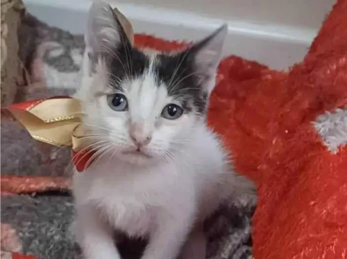 Gato ra a SRD-ViraLata idade 2 a 6 meses nome Nadine