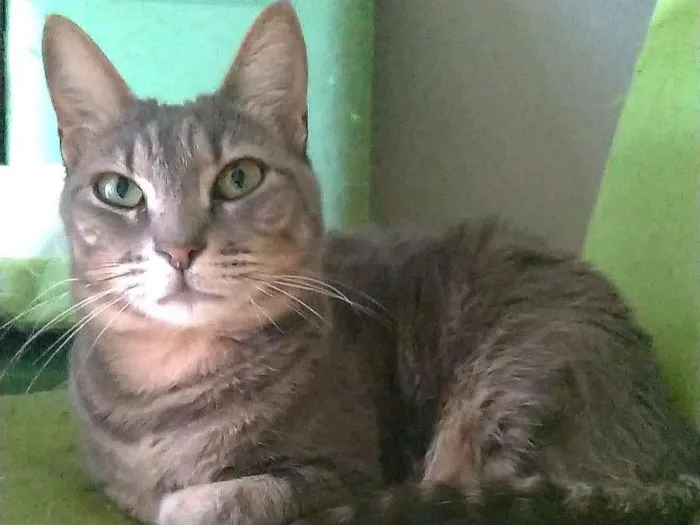 Cachorro ra a SRD-ViraLata idade 2 anos nome Adelly 
