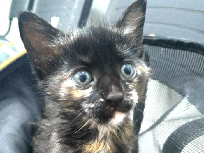 Gato ra a SRD-ViraLata idade 2 a 6 meses nome Amy