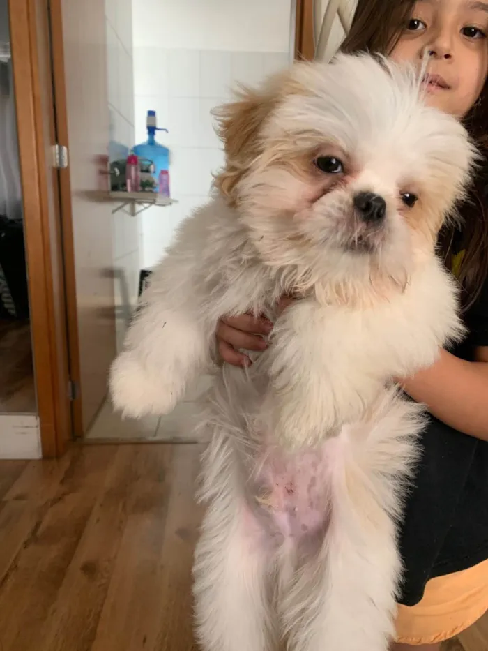 Cachorro ra a Shitzu idade 2 a 6 meses nome Milo