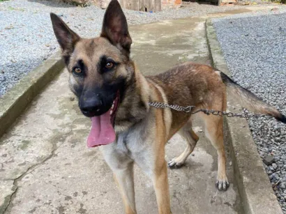 Cachorro raça Pastor belga malinois com pastor alemão  idade 1 ano nome Luna