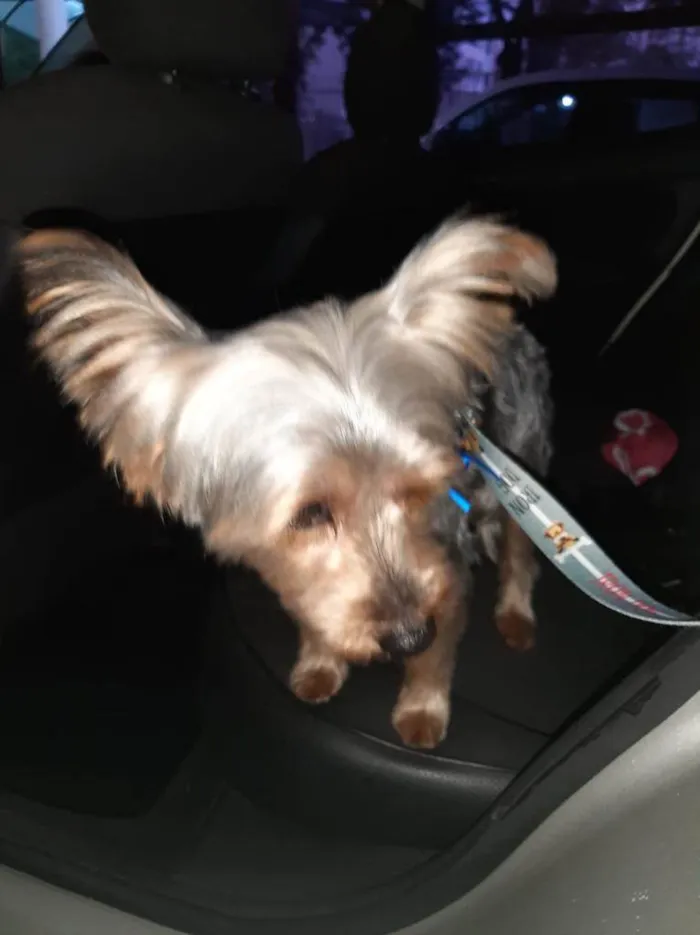 Cachorro ra a Yorkshire idade 1 ano nome Thor