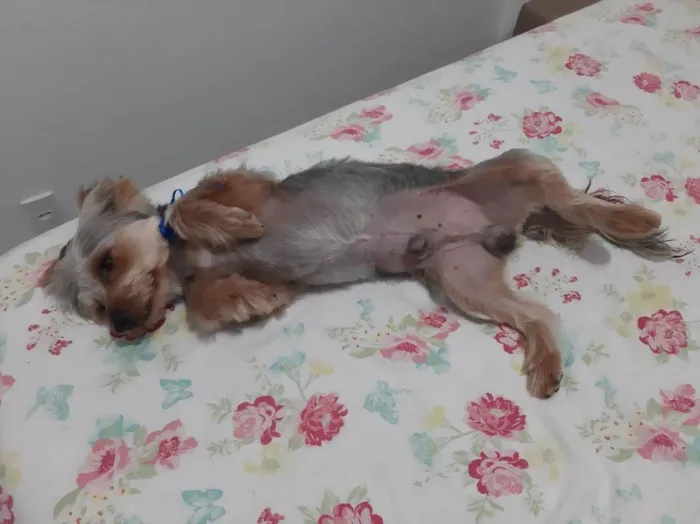 Cachorro ra a Yorkshire idade 1 ano nome Thor