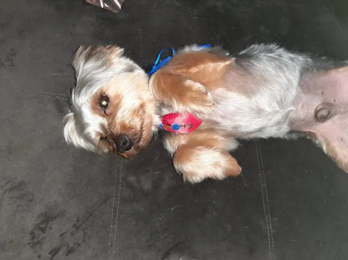 Cachorro ra a Yorkshire idade 1 ano nome Thor