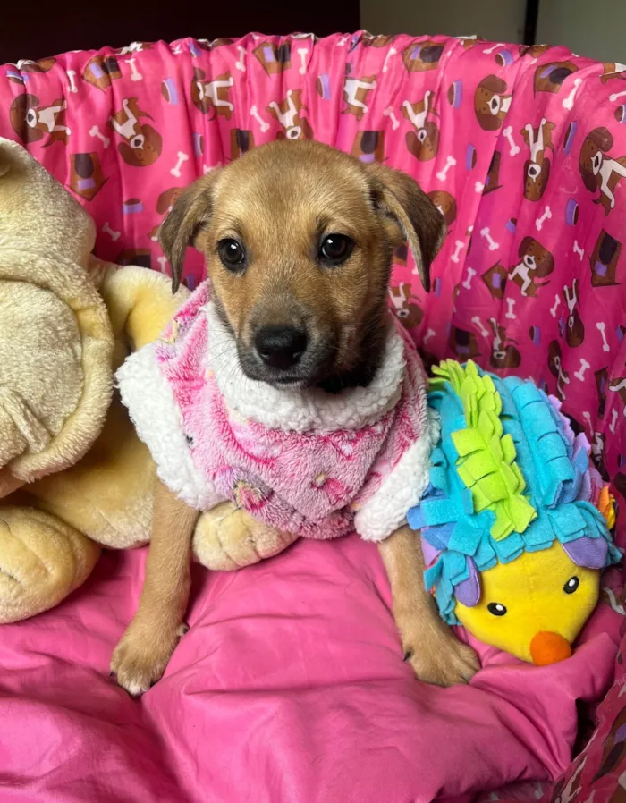 Cachorro ra a SRD-ViraLata idade 2 a 6 meses nome Elis