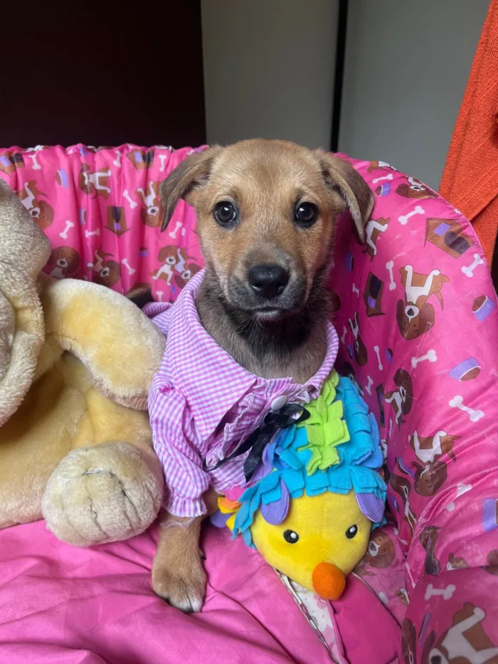 Cachorro ra a SRD-ViraLata idade 2 a 6 meses nome Elis