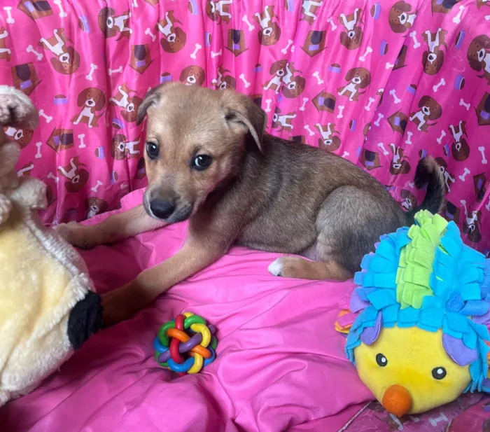 Cachorro ra a SRD-ViraLata idade 2 a 6 meses nome Elis