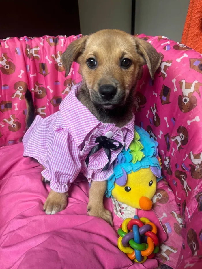 Cachorro ra a SRD-ViraLata idade 2 a 6 meses nome Elis