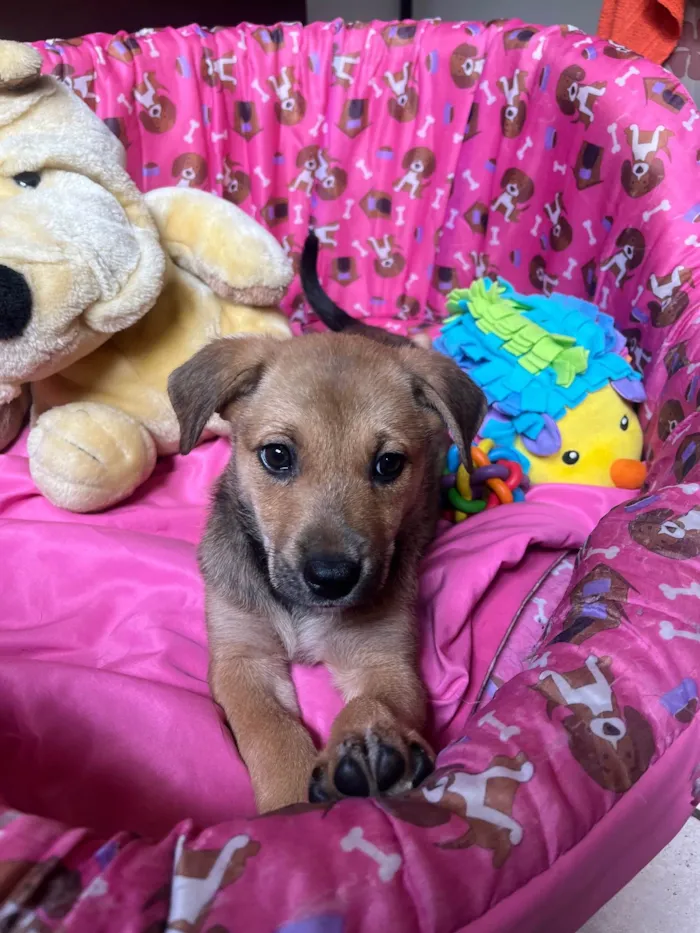 Cachorro ra a SRD-ViraLata idade 2 a 6 meses nome Elis