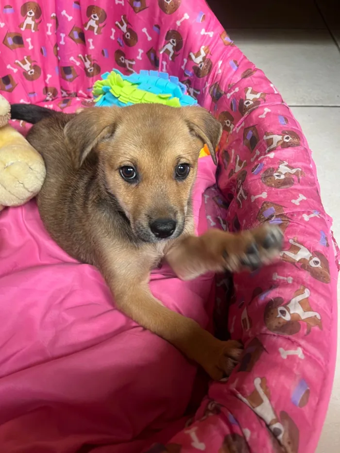 Cachorro ra a SRD-ViraLata idade 2 a 6 meses nome Elis
