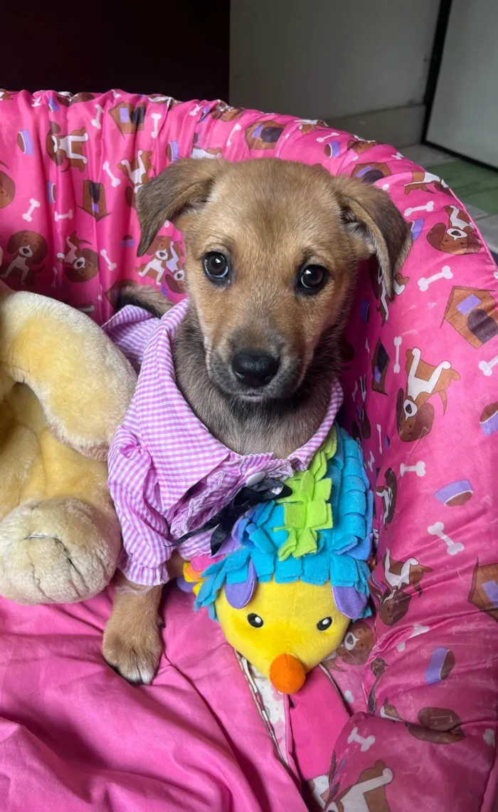 Cachorro ra a SRD-ViraLata idade 2 a 6 meses nome Elis