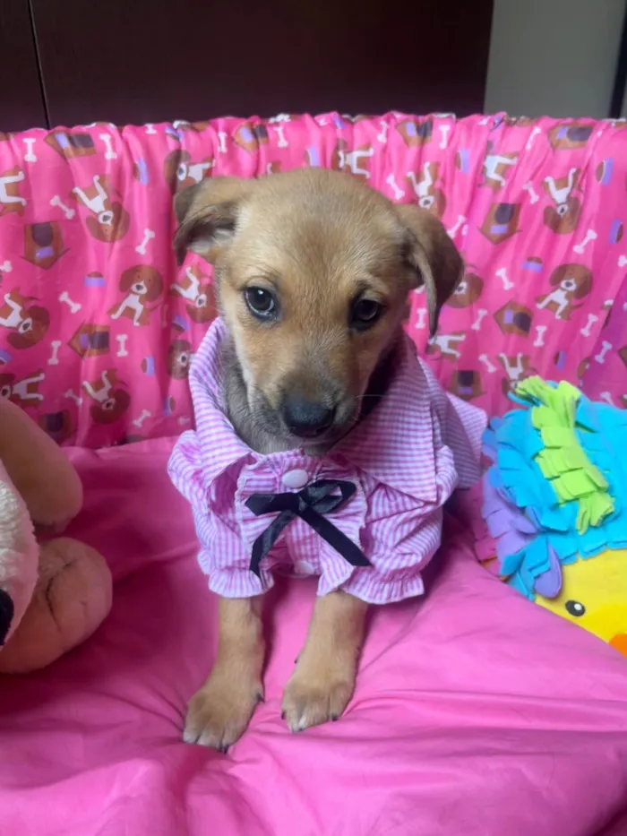 Cachorro ra a SRD-ViraLata idade 2 a 6 meses nome Elis