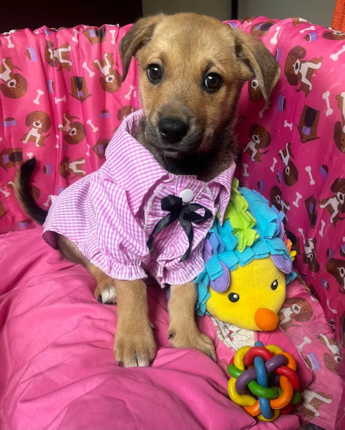 Cachorro ra a SRD-ViraLata idade 2 a 6 meses nome Elis