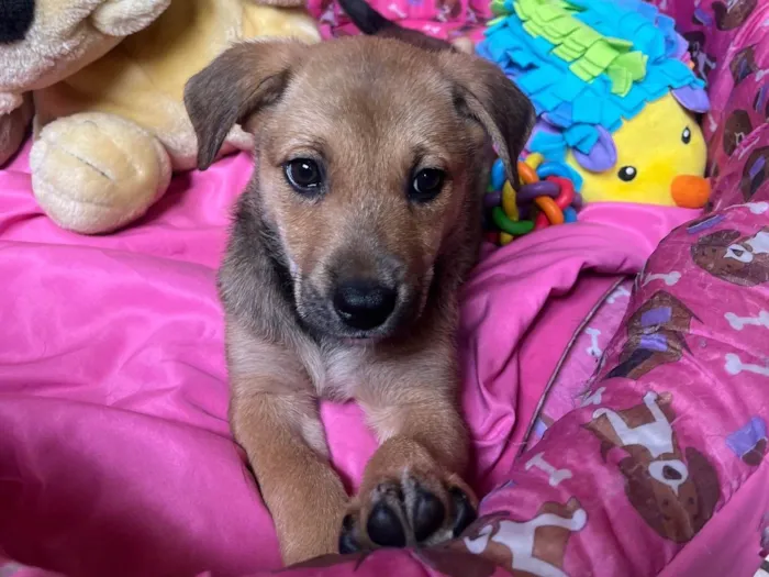 Cachorro ra a SRD-ViraLata idade 2 a 6 meses nome Elis