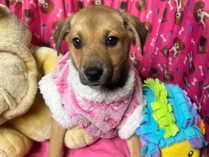 Cachorro raça SRD-ViraLata idade 2 a 6 meses nome Elis