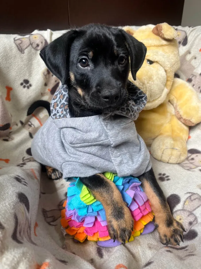 Cachorro ra a SRD-ViraLata idade 2 a 6 meses nome Elton