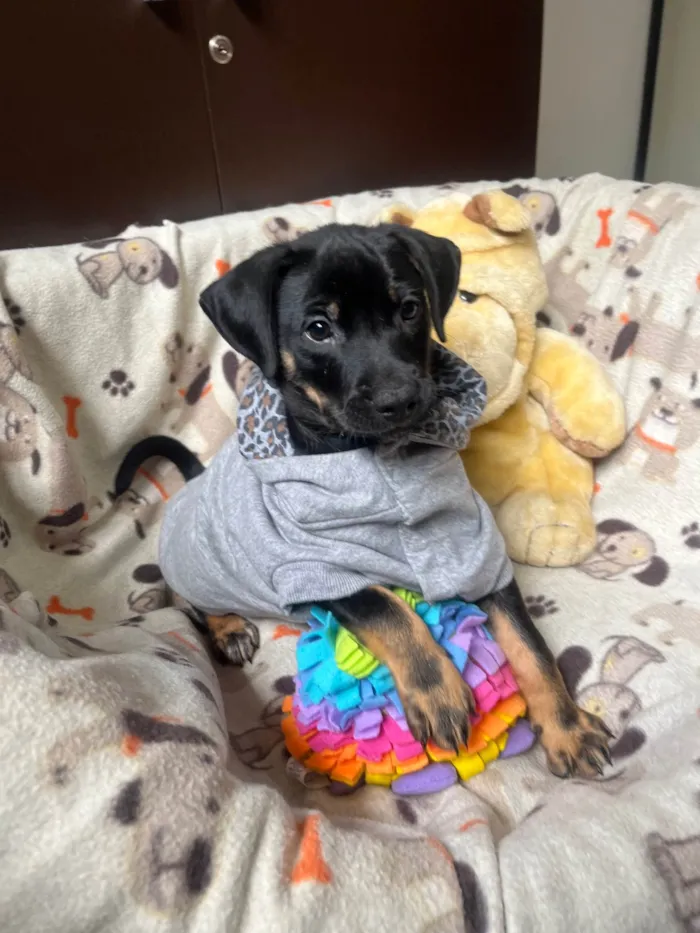 Cachorro ra a SRD-ViraLata idade 2 a 6 meses nome Elton
