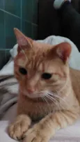 Pequeno