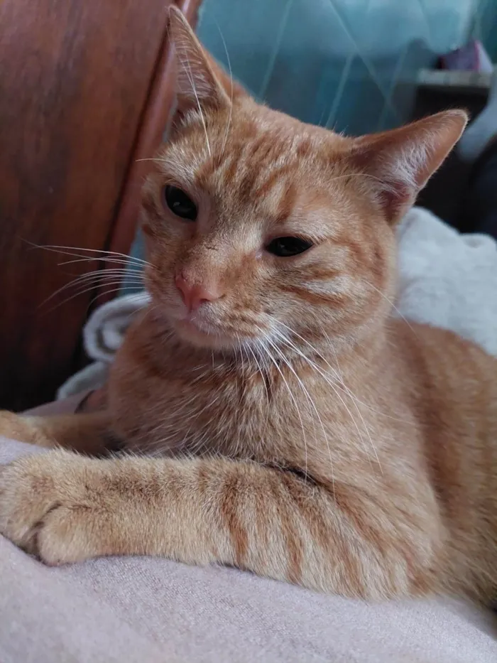 Gato ra a SRD-ViraLata idade 1 ano nome Pequeno