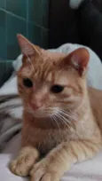 Pequeno