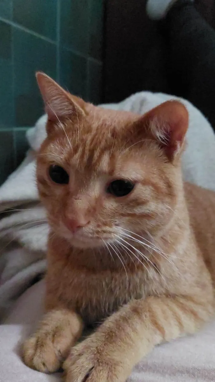 Gato ra a SRD-ViraLata idade 1 ano nome Pequeno