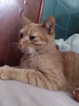 Pequeno