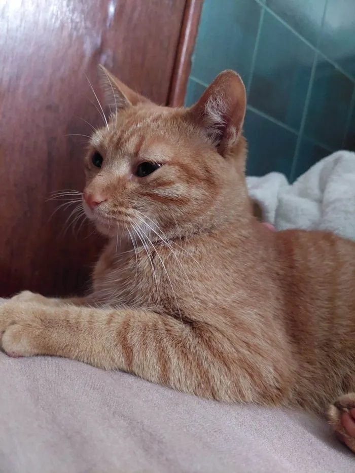Gato ra a SRD-ViraLata idade 1 ano nome Pequeno