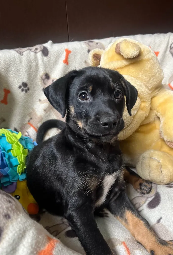 Cachorro ra a SRD-ViraLata idade 2 a 6 meses nome Elton