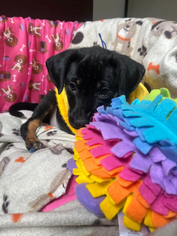 Cachorro ra a SRD-ViraLata idade 2 a 6 meses nome Elton