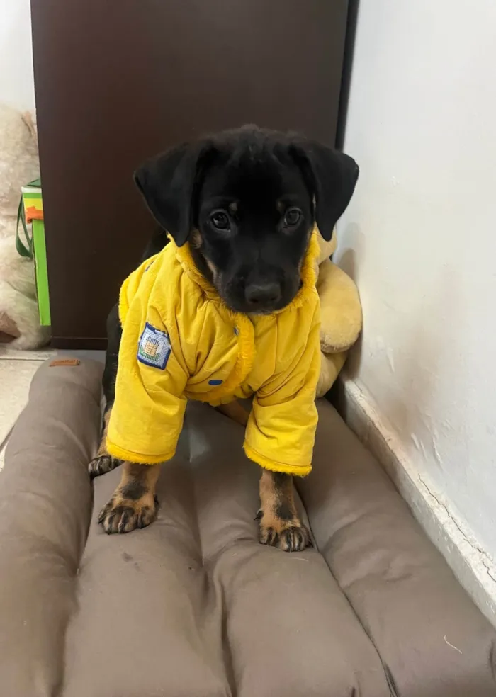 Cachorro ra a SRD-ViraLata idade 2 a 6 meses nome Elton