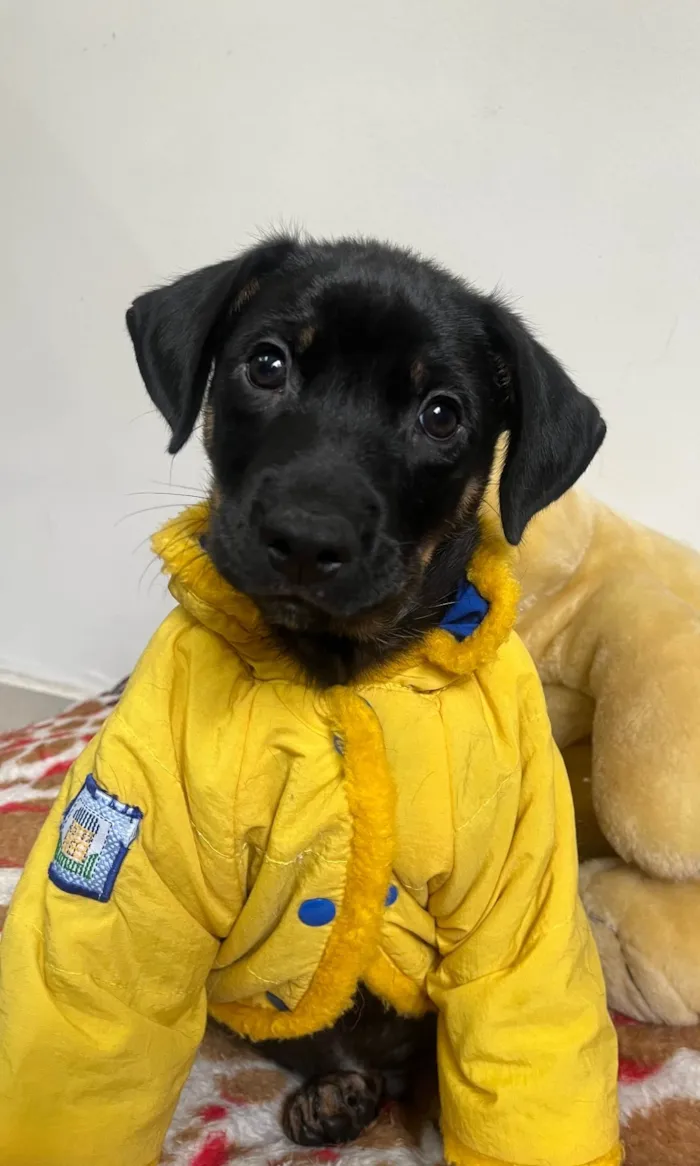 Cachorro ra a SRD-ViraLata idade 2 a 6 meses nome Elton